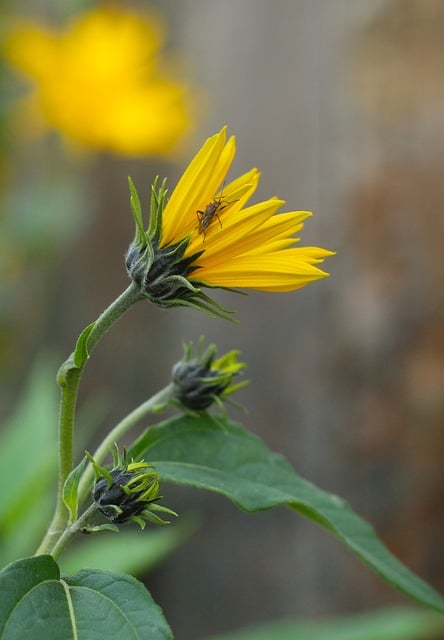 Free Sunflower Yellow photo and picture