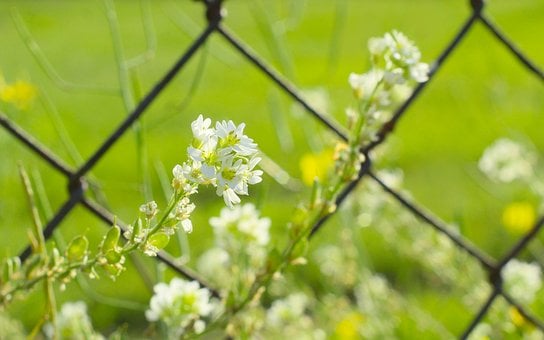 Free White Flowers Fence photo and picture