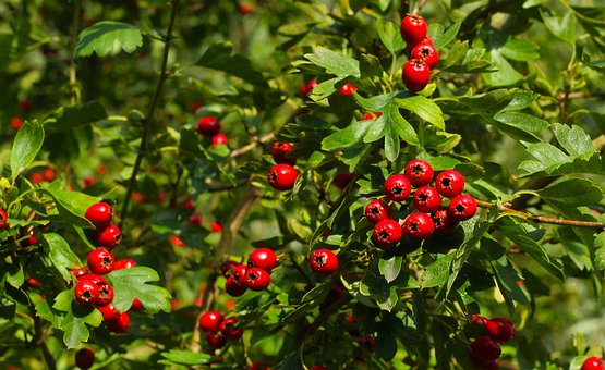 Free Berries Leaves photo and picture