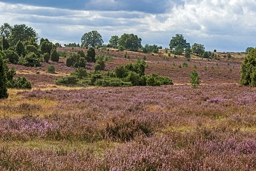 Natur, Landskab, Hede, Hedeareal, Einer