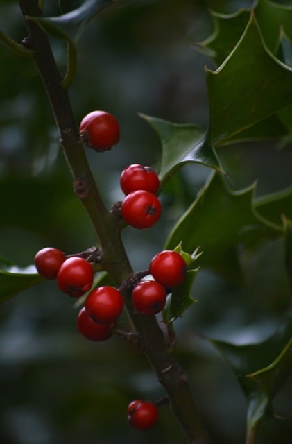 Free Holly Red Berries photo and picture