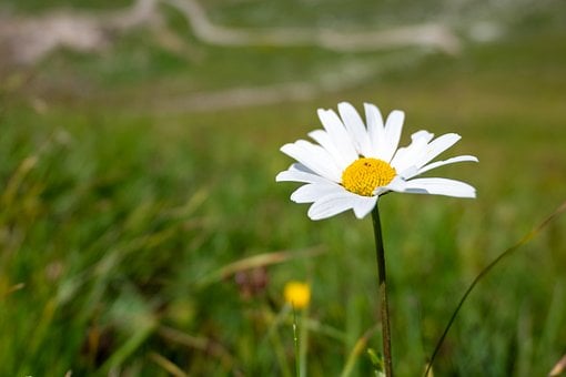 Free Daisy Mountain Meadow photo and picture