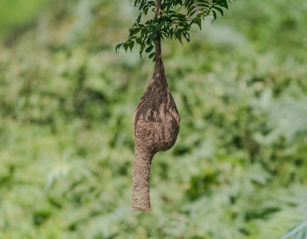 Download free HD stock image of Bird Nest Natural Environment Free Bird Nest Natural Environment photo and picture