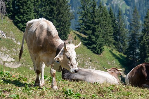 Free Cow Mountains photo and picture