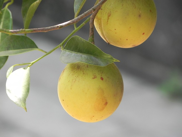 Free Nutmeg Spice photo and picture