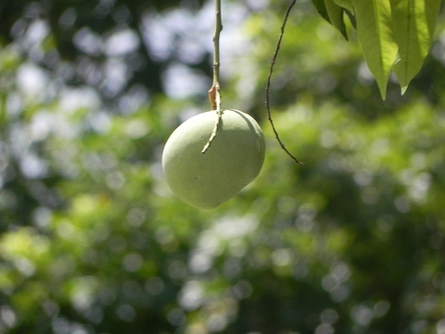 Free Mango Fruit photo and picture