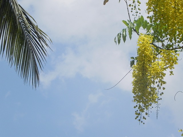 Free Kerala Yellow photo and picture