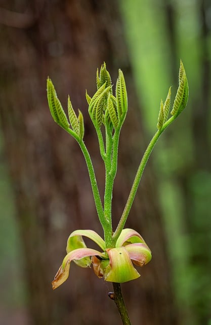 Free Carya Ovata Shagbark Hickory photo and picture