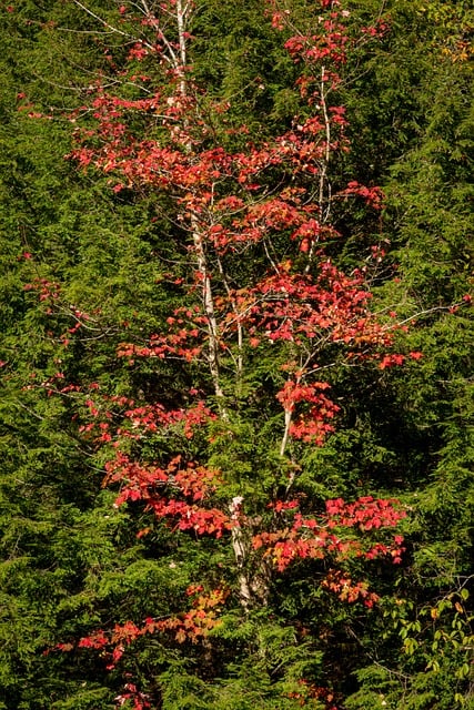 Free Autumn Tree photo and picture