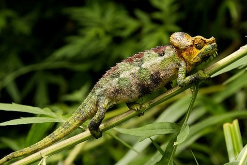 Free Chameleon Wallpaper 4K photo and picture