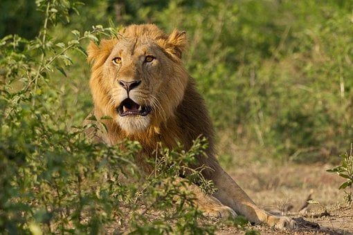 Free Lion Wilderness photo and picture