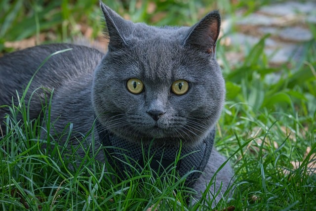 Free Cat Gray photo and picture