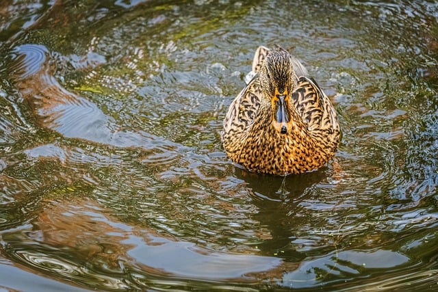 Pato-Ánade, Estanque, Agua