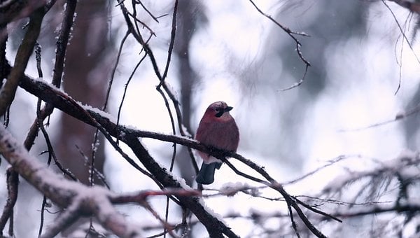 Free Bird Eurasian Jay photo and picture