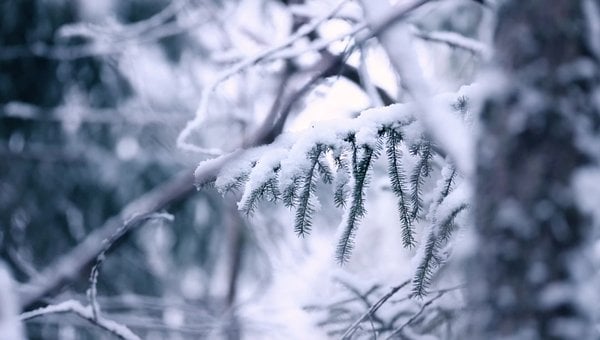 Free Snow Winter photo and picture