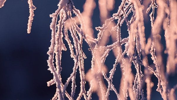 Free Frost Rime Frost photo and picture