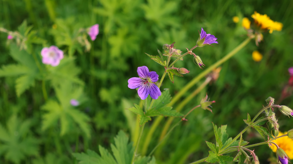 Free Wild Geranium Purple Flowers photo and picture