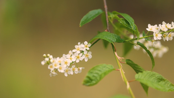 Free White Flowers Floral Cluster photo and picture