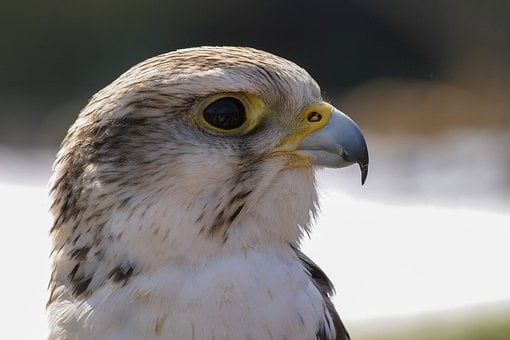 Free Bird Raptor photo and picture