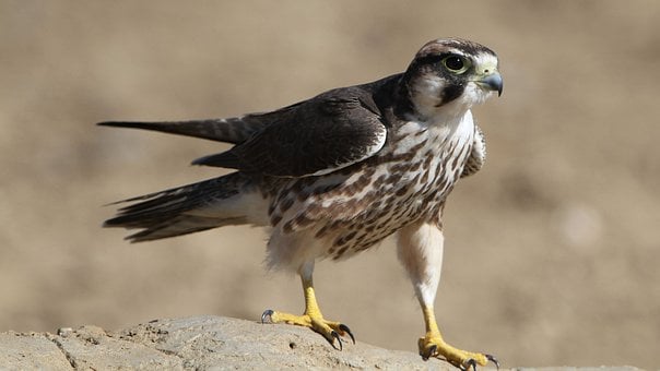 Free Nature Wildlife photo and picture