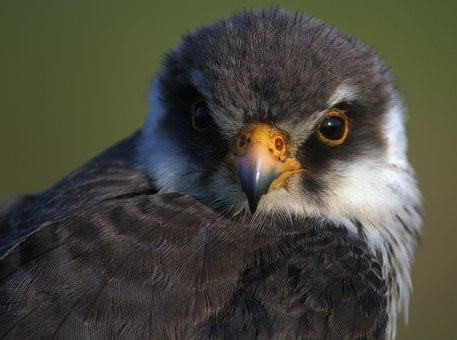 Free Falcon Bird Of Prey photo and picture