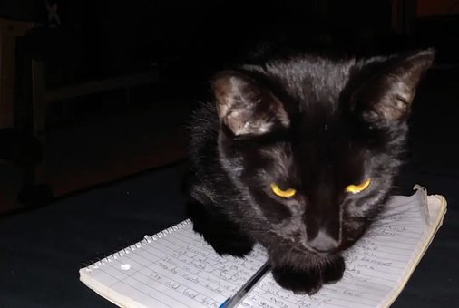Free Black Cat Notebook photo and picture