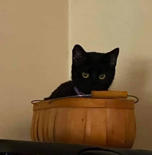 Free Cat Pet photo and picture