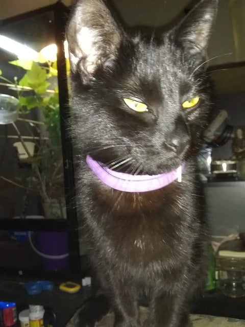 Free Cat Pet photo and picture