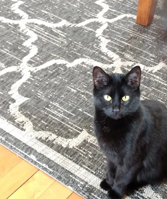 Free Cat Pet photo and picture