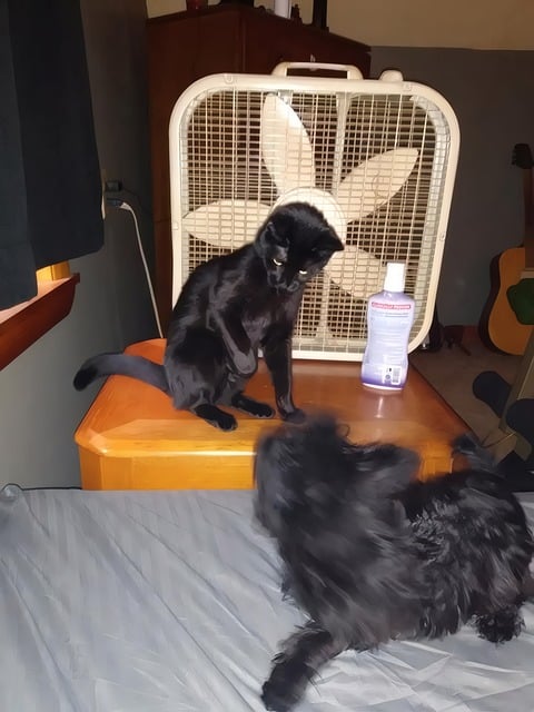 Free Cat Dog photo and picture