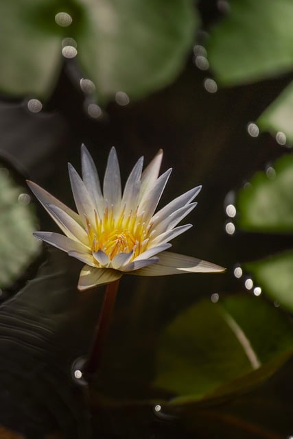 Vandlilje, Lotusblomster, Gul Center