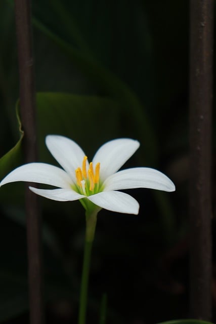 Free Flower White Flower photo and picture