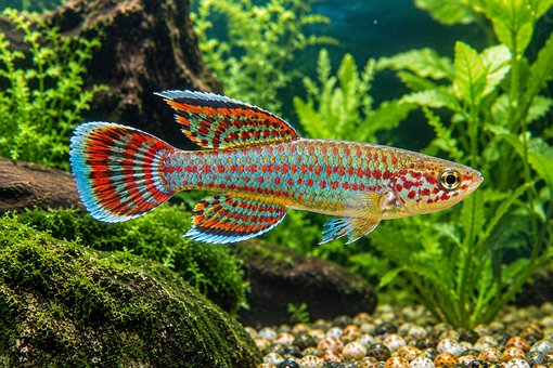 Free Killifish Aquarium Fish illustration and picture