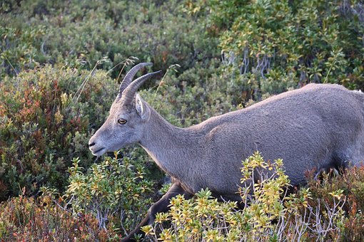Ziege, Steinbock, Niederhorn, Schweiz