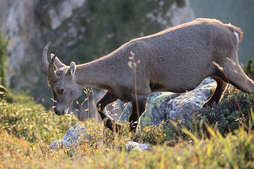 Ziege, Steinbock, Gebirge, Schweiz