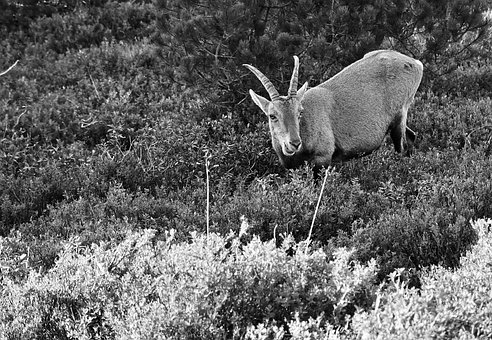 Ziege, Wild, Alpen, Natur, Gebirge