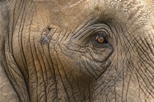 Ojo, Elefante, Primer Plano, Arrugas