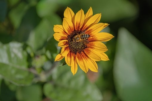 Abeja, Girasol, Naturaleza, Polinización