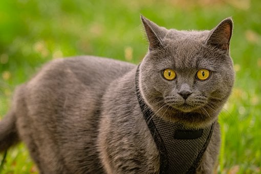 Gato, Naturaleza, Gris
