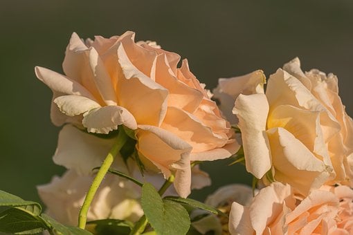 Rosa, Floreciendo, Naturaleza, Jardín