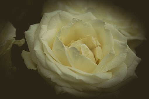 Rosa Blanca, Flor Delicada