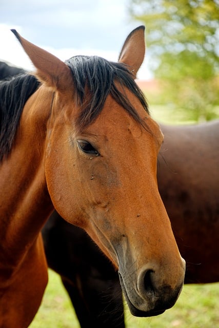 Free Horse Horse Head photo and picture