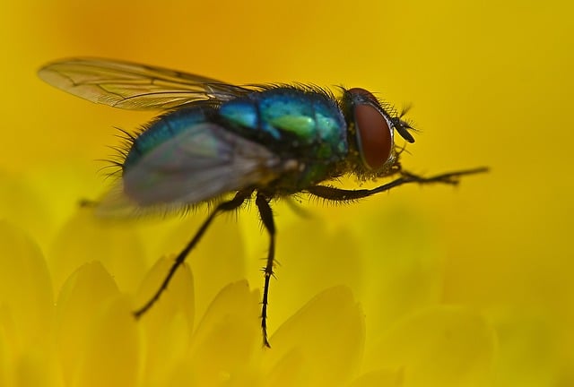 Free Fly Flower Wallpaper photo and picture