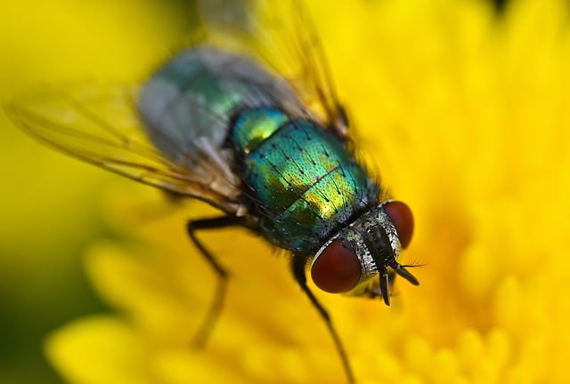 Free Fly Macro photo and picture