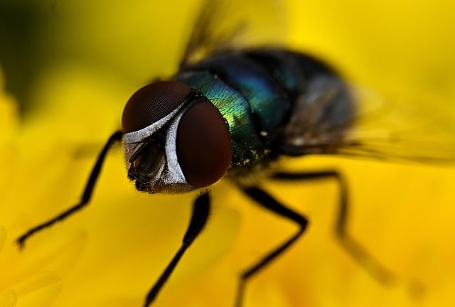 Free Fly Macro photo and picture