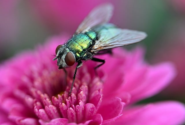 Free Fly Insect photo and picture