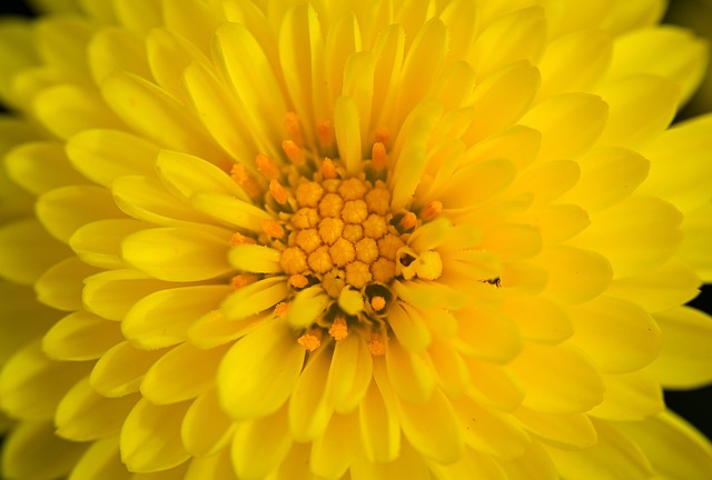 Free Yellow Flower photo and picture