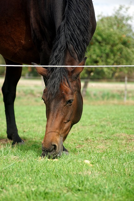Free Horse Brown photo and picture