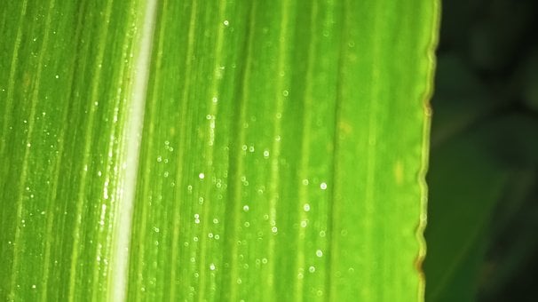 Free Leaf Green photo and picture