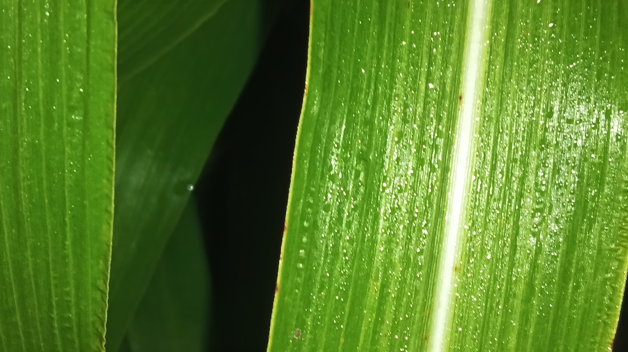 Download free HD stock image of Green Leaf Free Green Leaf photo and picture